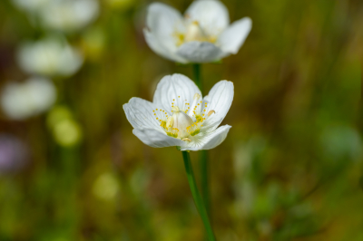 <i class='fa fa-user'></i>&nbsp;Hanry&nbsp;|  Parnassia&nbsp; <i class='fa fa-eye'>&nbsp;18</i> &nbsp; <i class='fa fa-comment-o'>&nbsp;1</i>