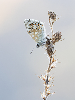 Nature picture: 1. Bleek Blauwtje