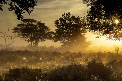<i class='fa fa-user'></i>&nbsp;David&nbsp;|  Ochtendsfeer op de heide&nbsp; <i class='fa fa-eye'>&nbsp;12</i> &nbsp; <i class='fa fa-comment-o'>&nbsp;0</i>