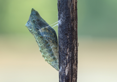 Nature picture: 1. Koninginnenpage