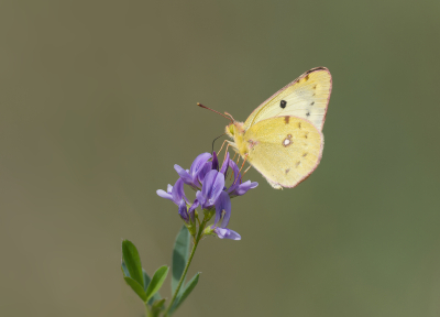 Nature picture: 1. Gele Luzernevlinder