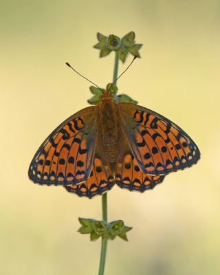 Nature picture: 1. Grote Parelmoervlinder