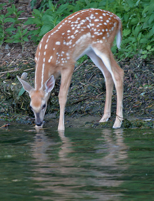 Canon 100-400mm @400 ISO 200 1/30sec f5.6 handheld