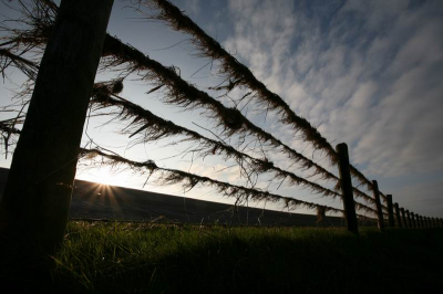 Dit hek ( al eerder vertoont op nederpix ) kreeg een opmerkelijk tintje in het landschap. Dit hek was bekleed met gras dat na een zeer hoge waterstand is blijven hangen. Met het licht mee was het werkelijk een plaatje, maar van deze kant met tegenlicht vond ik hem ook wel de moeite waard .