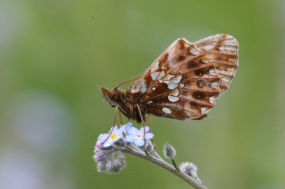 Wie weet welke parelmoervlinder dit is?
Habatit is bloemrijk kalkgrasland