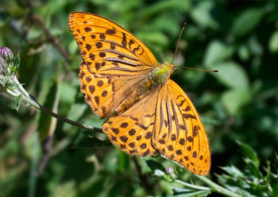 <i class='fa fa-user'></i>&nbsp;Christian&nbsp;| Keizersmantel&nbsp; <i class='fa fa-eye'>&nbsp;308</i> &nbsp;<i class='fa fa-thumbs-up'>&nbsp;1</i> &nbsp; <i class='fa fa-comment-o'>&nbsp;3</i>