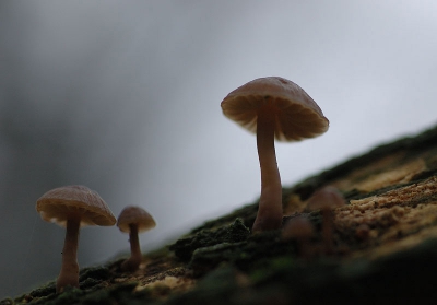 Mijn eerste foto op nederpix. Ik ga wel eens met mijn vader fotograferen en dan mag ik met zijn tweede camera foto's maken. Zaterdag heb ik deze paddestoelen gefotografeerd. Wat vinden jullie hiervan.