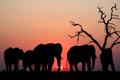 Afrikaanse Zonsondergang