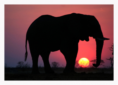 Botswana Sunset