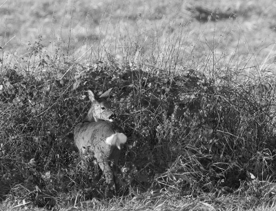 Ik was deze hinde volop aan het fotograferen totdat een loslopende herder er blaffend achteraan vloog.