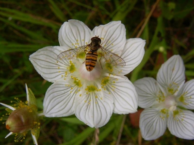 Dit schattige bloemetje met het zweefvliegje erop vond ik wel de moeite waard om te plaatsen. Door de crop is de scherpte van de foto wel een beetje in het geding gekomen.