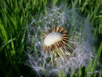 Deze Paardenbloem werd door de avondzon mooi verlicht. Zal er maar eerlijk bij vermelden dat de weggeblazen zaden niet op natuurlijke wijze zijn weggeblazen, daar heb ik ze een mondje bij geholpen.