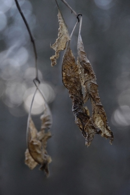 Twee dode blaadjes als teken van de late herfst ?