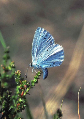 <i class='fa fa-user'></i>&nbsp;Hans de Braal&nbsp;| Boomblauwtje&nbsp; <i class='fa fa-eye'>&nbsp;309</i> &nbsp;<i class='fa fa-thumbs-up'>&nbsp;1</i> &nbsp; <i class='fa fa-comment-o'>&nbsp;4</i>