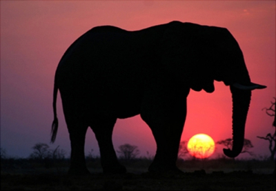 African Sunset