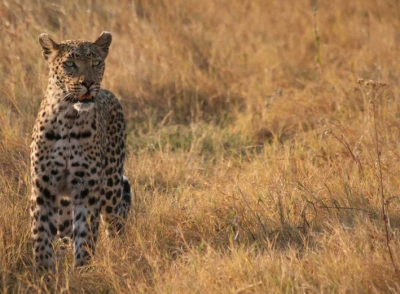 Jachtluipaard Botswana