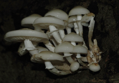 ik ging met papa en mama het bos in om te fotograferen. toen kwam ik deze zwam tegen.