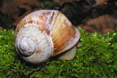 <i class='fa fa-user'></i> huub machiels | Wijngaardslak  <i class='fa fa-eye'> 119</i>   <i class='fa fa-comment-o'> 1</i>