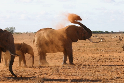 <i class='fa fa-user'></i>&nbsp;lesley van loo&nbsp;| Afrikaanse Olifant&nbsp; <i class='fa fa-eye'>&nbsp;198</i> &nbsp; <i class='fa fa-comment-o'>&nbsp;3</i>