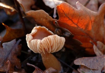 papa en ik gingen naar het  bos om foto's te maken. eerst kwam ik een paar andere paddestoelen tegen. maar toen kwam ik deze tegen en heb hier een foto van gemaakt om op nederpix te zetten. foto vanaf een ministatief gemaakt.
nog bedankt voor de andere commentaren.