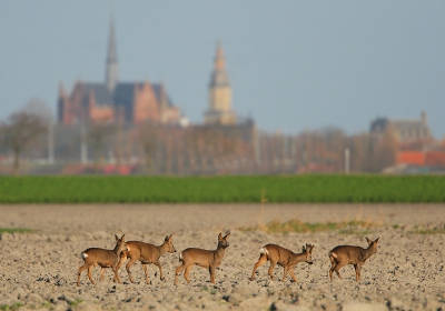 De veldreen in de Moeren tussen Adinkerke en De Panne (op een boogscheut van de Franse grens) zijn dit jaar met zijn achten. Hier vijf, 2 bokken en 3 geiten. Op de achtergrond de St Walburgakerk en de kathedraal van Veurne.