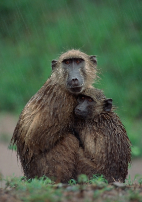 In het regenseizoen naar Zuid_Afrika gaan heeft zo zijn nadelen. Zo is de begroeiing dicht en hoog en zijn de dieren daardoor veel lastiger te spotten. Bovendien worden de waterholes minder frequent bezocht omdat er op veel meer plaatsen water aanwezig is, met hetzelfde gevolg. En dan is er nog de regen uiteraard. Tijdens een van de vele stortbuien bleven de meeste fotografen binnen, wachtend tot het droog werd. Toch zijn dat juist de momenten waarop je minder voor de hand liggende foto's kunt nemen.

Nikon F100, 80-400VR, f/5.6, Provia 400F, beanbag