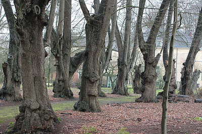 Een leuke ochtend wandeling in het veenkloosterbos (nat weer) maar toch een paar leuke plaatjes kunnen flitsen. 

groeten natuurflitser