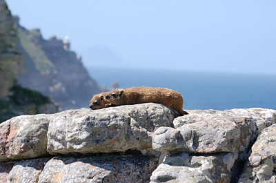 Onderweg naar de Kaap kwamen we dit stel tegen. Heerlijk toch, lekker languit van de zon genieten..... Op de achtergrond vaag de vuurtoren van de Kaap en de Atlantische Oceaan