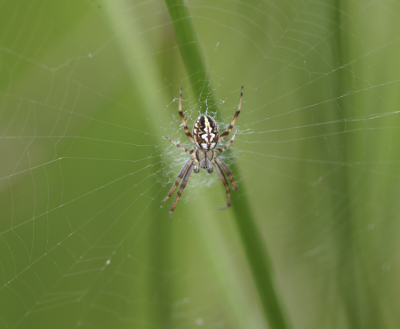 <i class='fa fa-user'></i> Harm digitaal | Heidewielwebspin  <i class='fa fa-eye'> 125</i>   <i class='fa fa-comment-o'> 1</i>
