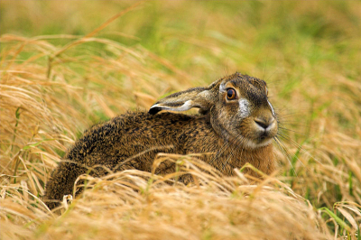 Deze haas heb ik genomen met mijn Canon EF 100-400 F4-5.6 L Is lens. De haas zat rustig in de berm waardoor ik de kans had om hem zo op de gevoelige plaat vast te leggen