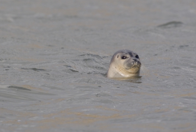 Al een aantal dagen zwemmen er zeehonden in de uitwatering in Katwijk. Eindelijk vandaag een gaatje kunnen vinden om er met mijn camera op uit te trekken. Het is de eerste keer dat ik een zeehond heb gefotografeerd, ik vind hem wel geslaagd. Vooral door de zachte kleuren. Ook al had ik liever een zonnebadende zeehond gefotografeerd, maar door de drukte op het strand durfde de zeehond niet aan land te komen.
