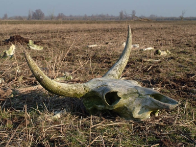 <i class='fa fa-user'></i>&nbsp;Martijn de Jonge&nbsp;| Heckrund&nbsp; <i class='fa fa-eye'>&nbsp;274</i> &nbsp; <i class='fa fa-comment-o'>&nbsp;1</i>