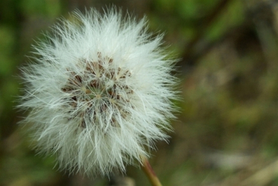 pluis