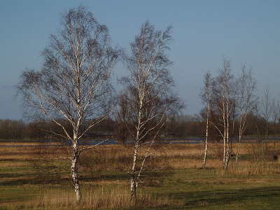 <i class='fa fa-user'></i> Alexander | Berken in bruin grasland  <i class='fa fa-eye'> 176</i>   <i class='fa fa-comment-o'> 3</i>