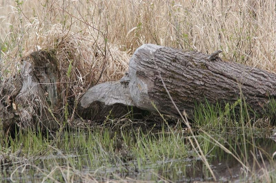 <i class='fa fa-user'></i>&nbsp;Jaap Schelvis&nbsp;| Beverboom&nbsp; <i class='fa fa-eye'>&nbsp;174</i> &nbsp; <i class='fa fa-comment-o'>&nbsp;3</i>