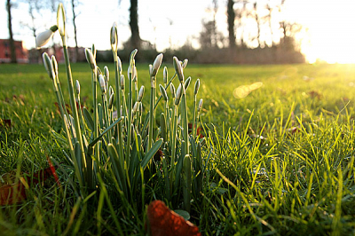 Mooi met een laag hangede zon in het Noorderplantsoen, met sigma 17-70mm 1:2.8-4.5 iso 200 uit de hand. Het is dan wel een verwilderde tuinplant maar toch.