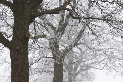 <i class='fa fa-user'></i> valentine | Rijp in de bomen  <i class='fa fa-eye'> 100</i>  <i class='fa fa-thumbs-up'> 1</i>   <i class='fa fa-comment-o'> 9</i>