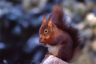 Morgen sneeuw? Soms kun je met sneeuw prachtige beelden maken. Een paar jaar geleden maakte ik deze eekhoorn in Voorthuizen. Het is een scan van een dia op Elite 100 asa.
Gemaakt met de 500mm 4.5 van Canon.