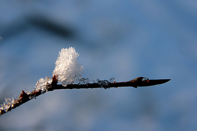 Nog een beetje sneeuw op een beukentakje (voor dat dit zal verdwijnen door de zon) sigma 17-70mm iso 200 en f 7.1