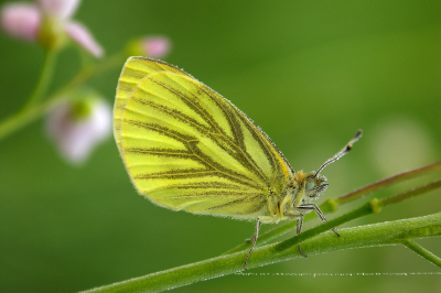Witje op een pinksterbloem.