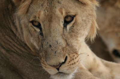 We waren heel dichtbij en liggend in het busje met raampje open en 500 mm kon ik deze close up maken.