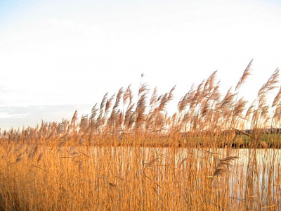 Een mooie  heldere dag, uit m'n werk door de polder gefietst en wat foto's gemaakt Bij onder gaande zon kleurde het riet goudgeel.
