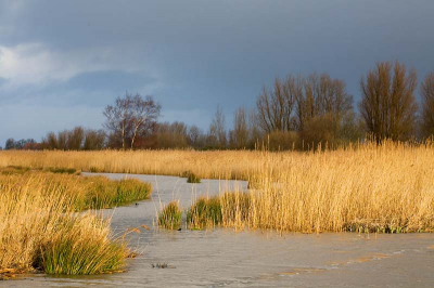 Je kunt het je bijna niet voorstellen, maar dit is een voormalige vuislstortplaats. Nu een klein natuurgebiedje tussen Grou en Warten, waar vele vogels, dieren en planten het uitstekend doen. Ik kom er graag en ben er bijna altijd alleen. Heerlijk om rond te struinen.

Gr

Hillebrand
www.pixus.nl