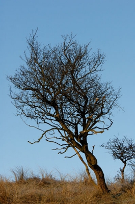 <i class='fa fa-user'></i> Eric Gibcus | Landschap  <i class='fa fa-eye'> 120</i>   <i class='fa fa-comment-o'> 1</i>