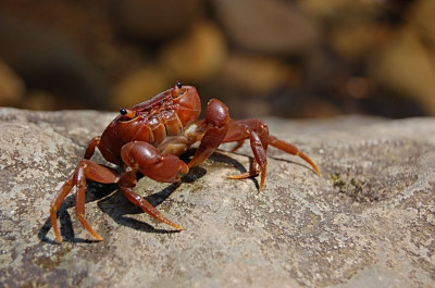 Al wandelend bij een waterval troffen we deze krab aan. Ik heb alleen geen idee wat voor soort krab dit is.