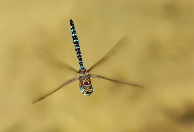 Nikon D70 , 80-200mm/2.8 dit op 200mm digitaal dus 300mm.
1/250s F10 iso 200. Ik dacht dat gaat me niet lukken maar als je blijft kijken zie je dat ze steeds op dezelfde plaatsen terugkomen. Dus afwachten . Bij ons in belgie ook de paardenbijter genoemd .