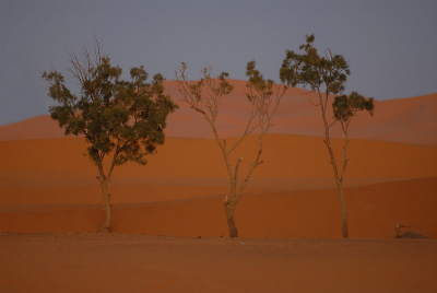 <i class='fa fa-user'></i> Manus | Aan de rand van de Marokkaanse Sahara  <i class='fa fa-eye'> 204</i>  <i class='fa fa-thumbs-up'> 2</i>   <i class='fa fa-comment-o'> 8</i>