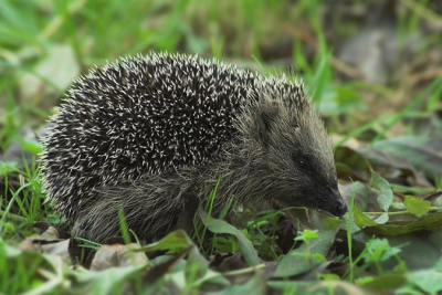 Ton ik uit school kwam zag ik deze egel zitten, snel naar huis gereden, camera gepakt en een paar foto's gemaakt.

Nikon D70+70-300mm