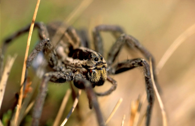 Nikon D70 , nikon 105/2.8 macro , iso 200 , 
Op de ogen scherpgesteld .