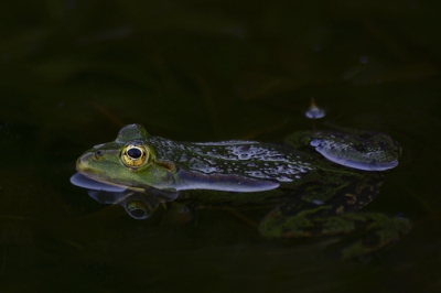 Vanuit een zo laag mogelijk stand(lig)punt genomen.
De plas zat vol met groene kikkers en ze maakten een enorme herrie.
Gemaakt met een Canon 20D met Sigma 70-200mm objectief.

Groet, Madelon.